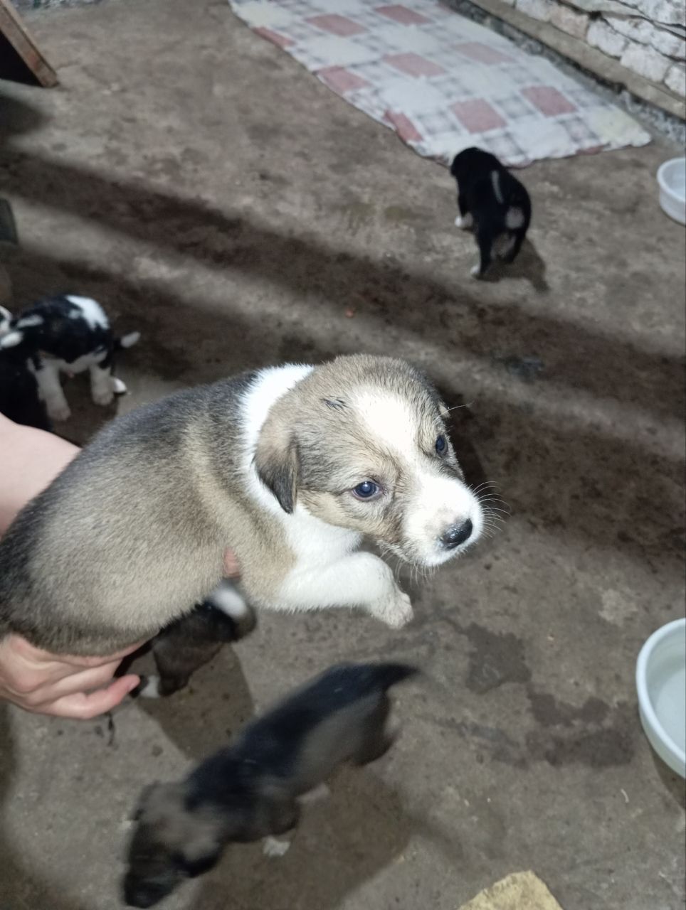 Кучук, якши одамлара