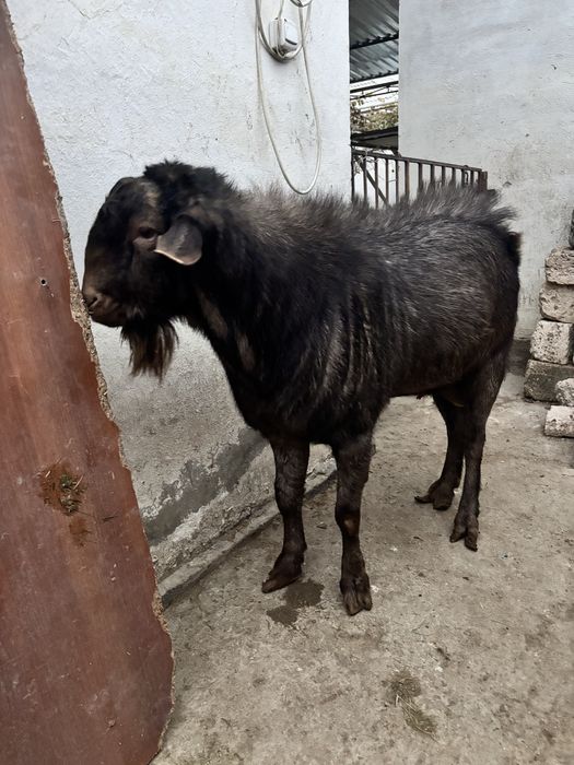 Теке сатылады …..