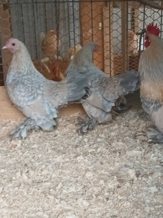 Matase japoneza si mii de flori