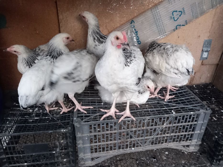 Gaini sussex foarte frumose