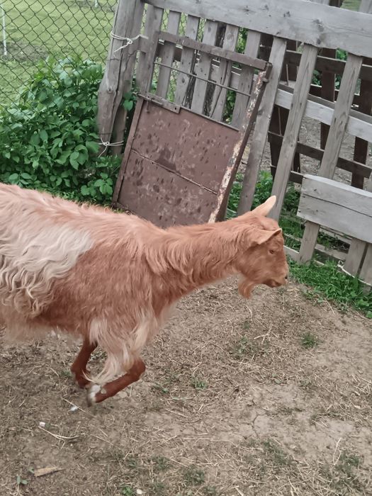 Pereche țap și capra fara coarne negociabil