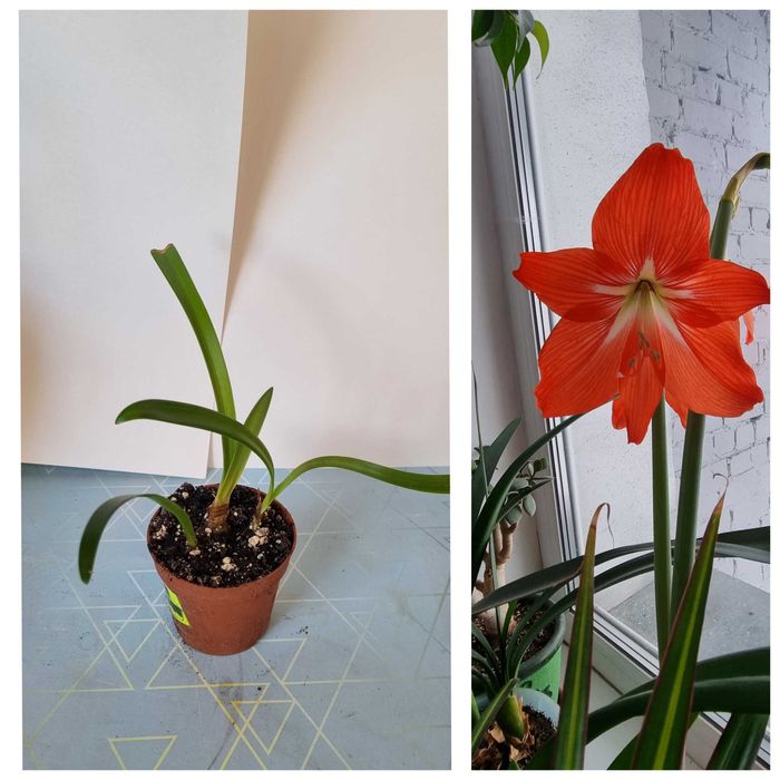 Комнатные цветы по 1000