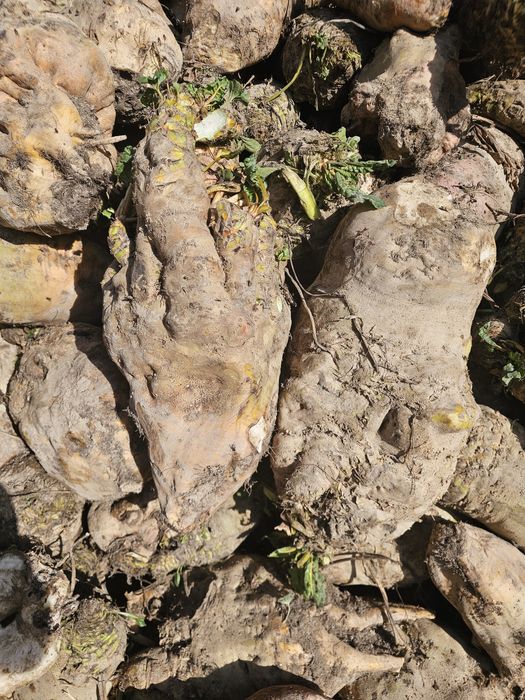 Лавлаги ем учун ва бошка максадлар учун