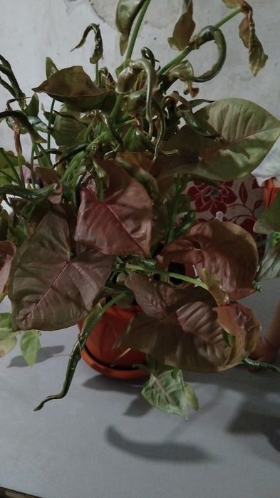 Продам комнатное растение