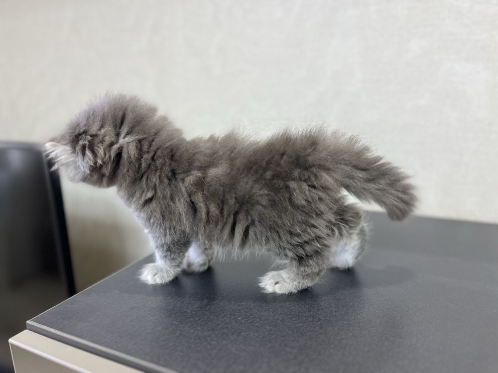 продам котенка scottish fold, чистокровная