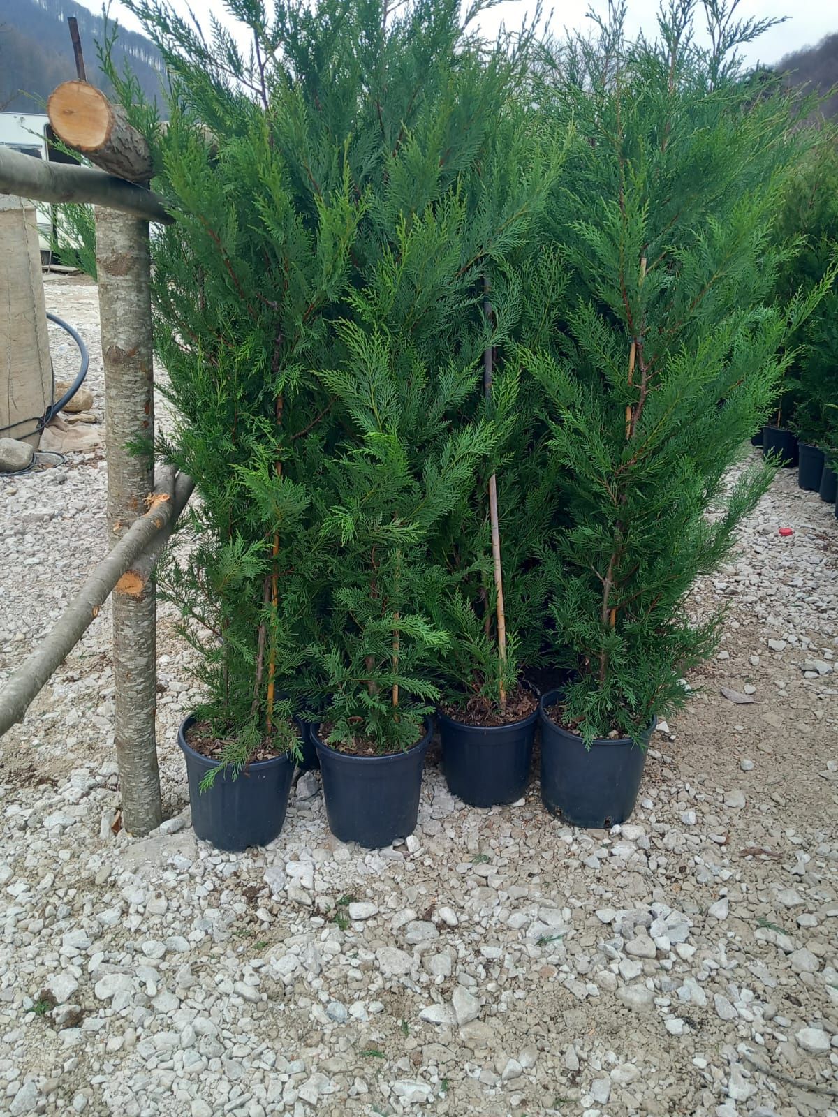 Plante ornamentale la preturi de producător