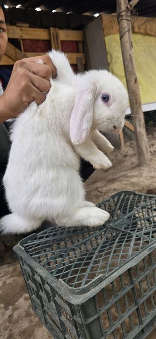 Karlik quyon sotiladi