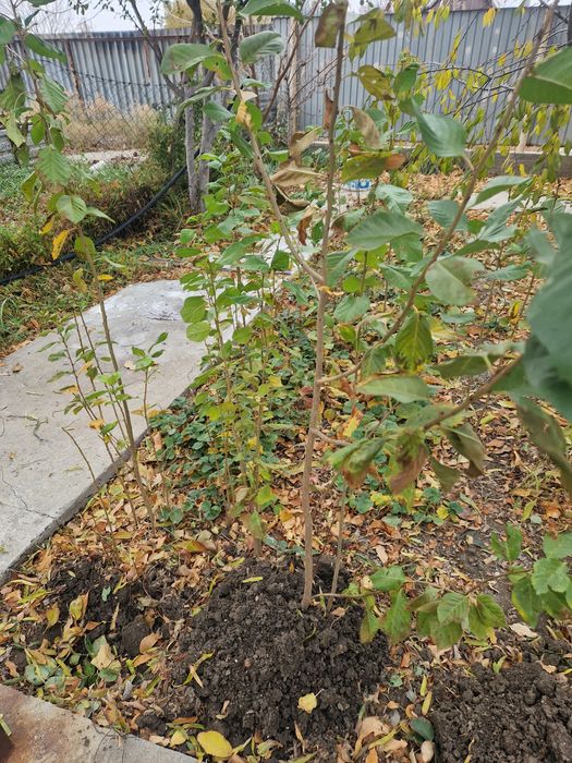 Местные саженцы вишни.