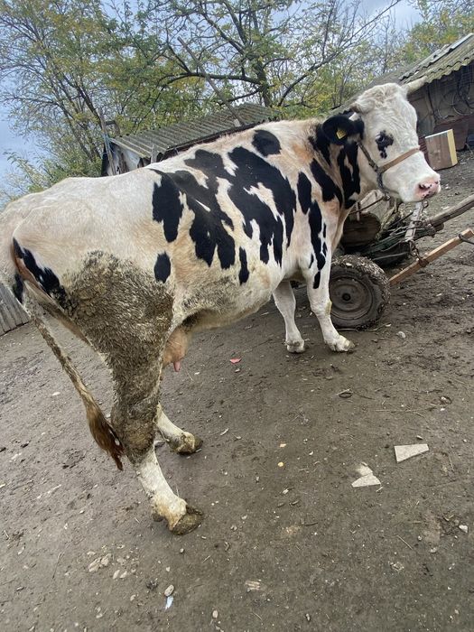 Vaca gestanta de vanzare!