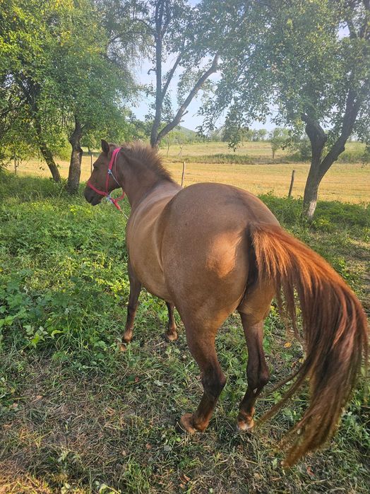 Vand iapa. Mai multe detali la telefon.