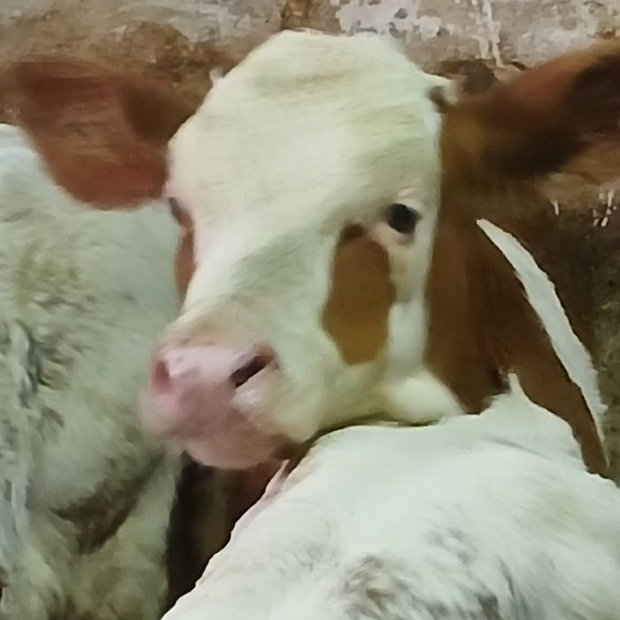 Vitei baltata românească si belgian