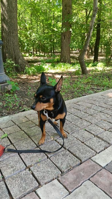 Вязка Собак.ТОЙ ТЕРЬЕР