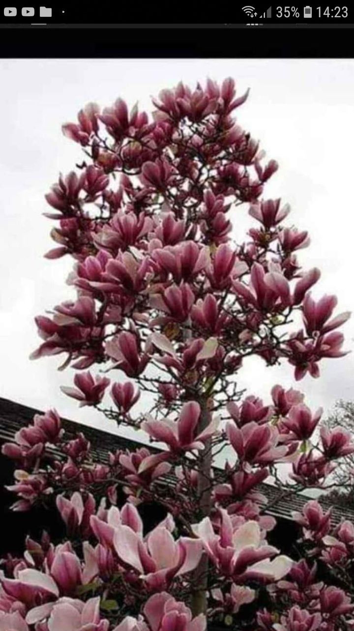 Tuia smarald columna brazi mesteacãn tei Salcie magnolia