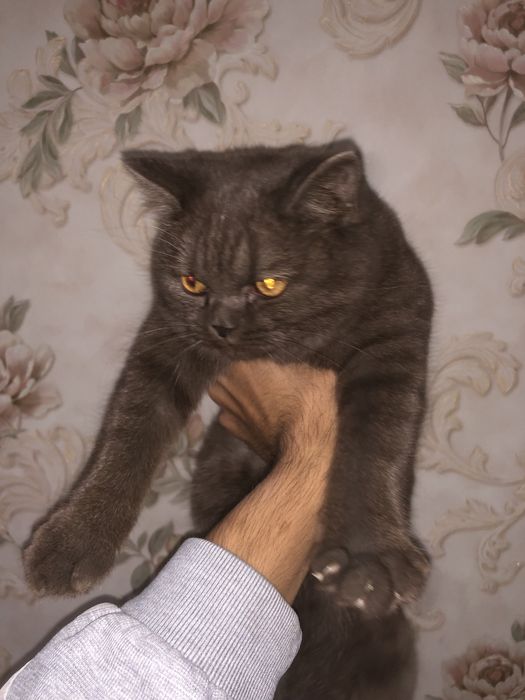 Мушук сотилади Британский