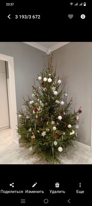 Ёлка Ель Живая Новогодняя !