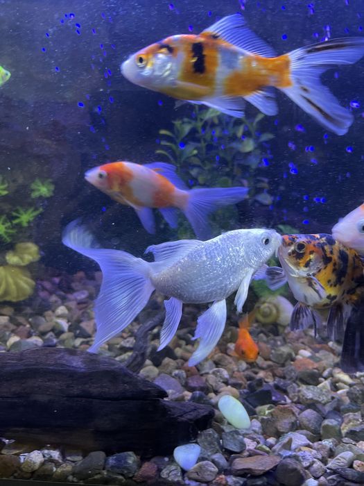 Аквариумные рыбки. Хищные мирные африка