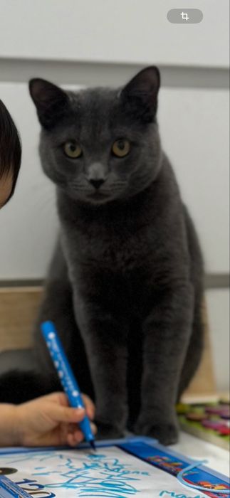 Отдам британского кота