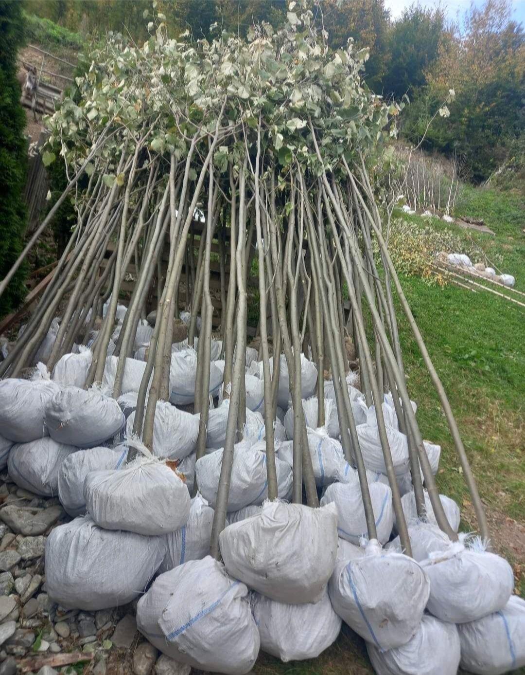 Mesteacăn tei/arbori ornamentali