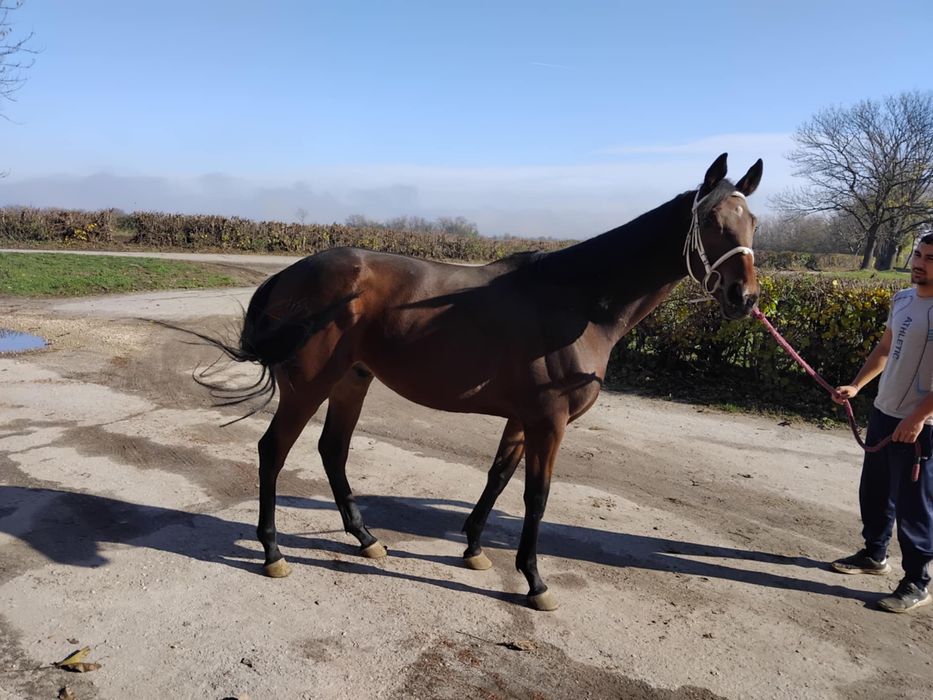 Pursange englez 3 ani