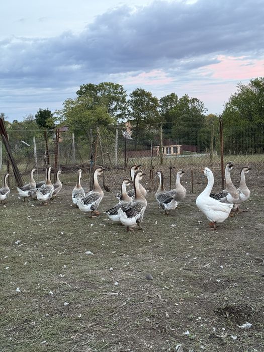 Vand gâste leșești, scoase in primavara!