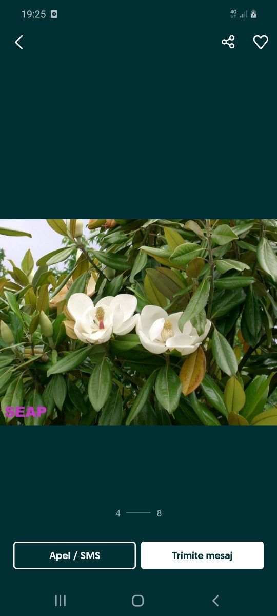 Magnolia copac tuia