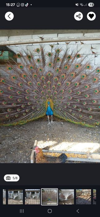 Pereche păuni matură