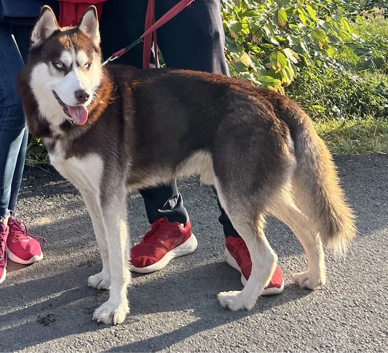 Вязка хаски