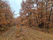 Vand 2,12 ha padure de stejar Moi/Bilteni/Gorj
