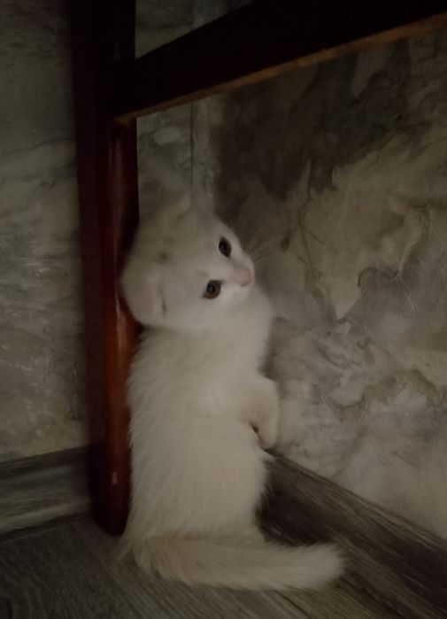 Продам котёнка вислоухого