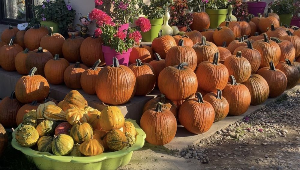 Dovleac de Halloween si dovleci decorativi