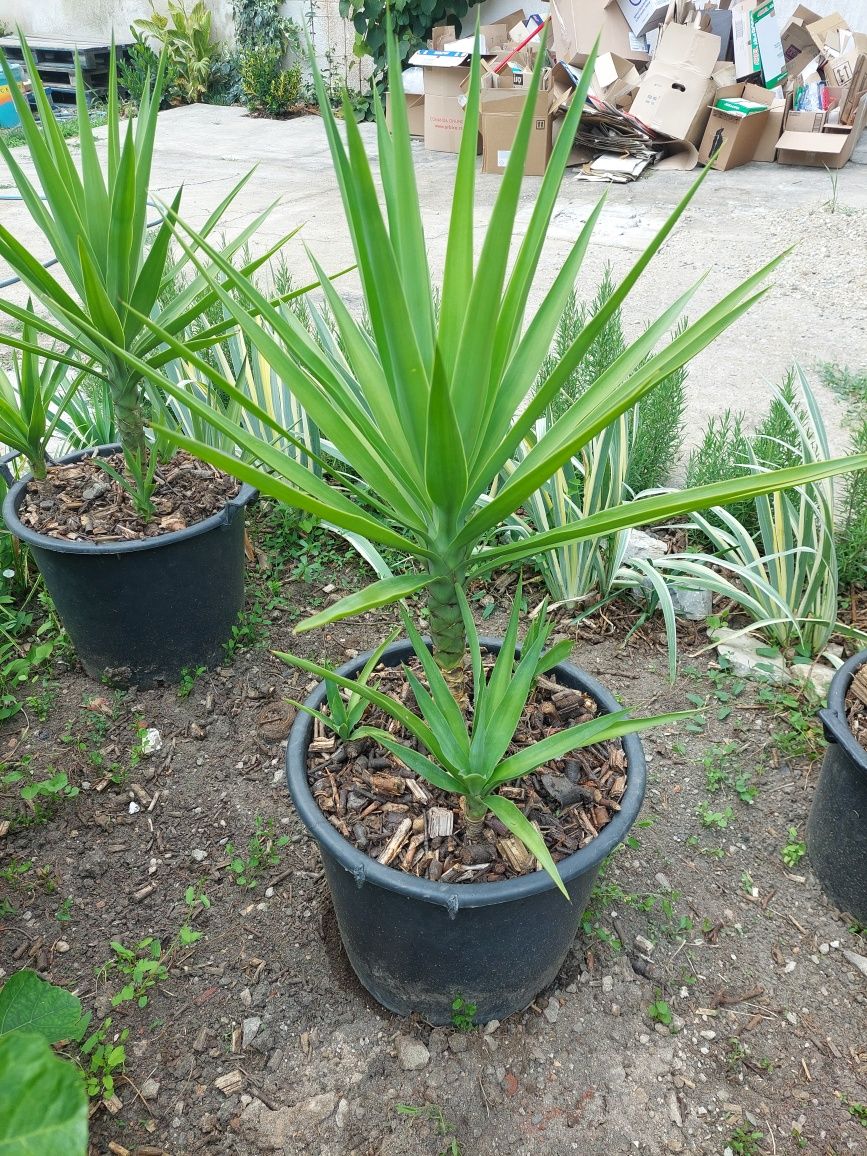 Yuca planta ornamentala