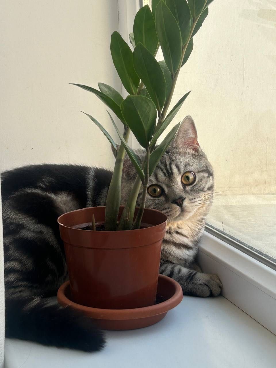 Шотландский кот!