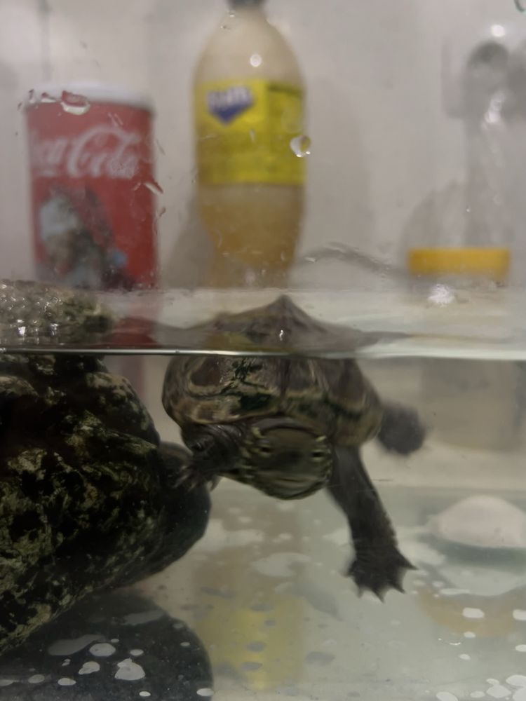водна костенурка