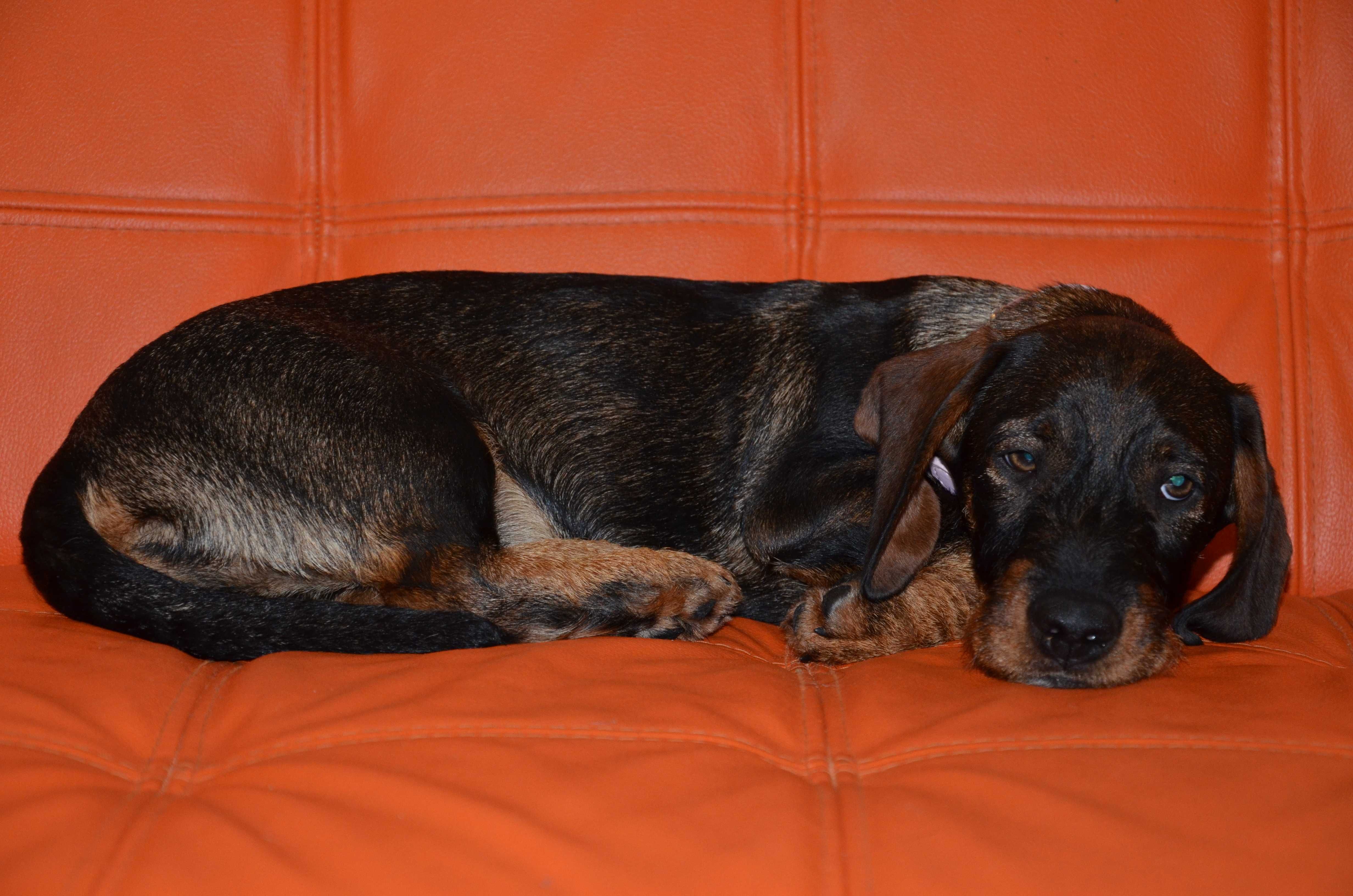 Mascul de teckel sarmos standard cu Pedigree A, 4 luni