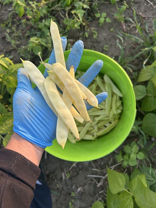 Fasole teci pastai late