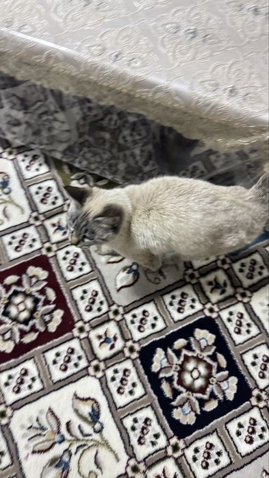 Scotish fold short hair toz privaznoy