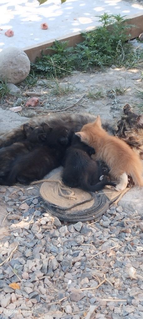 Котята в добрые руки