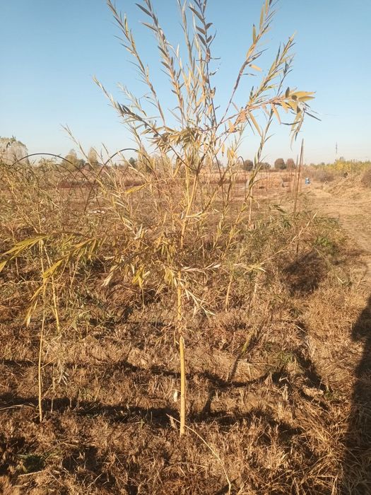 Мажнунтол кучатлари сотилади