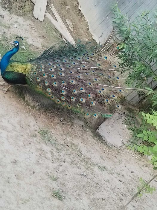 Vând  păuni din matca proprie
