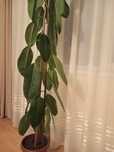 Vând ficus, înălțime 2m