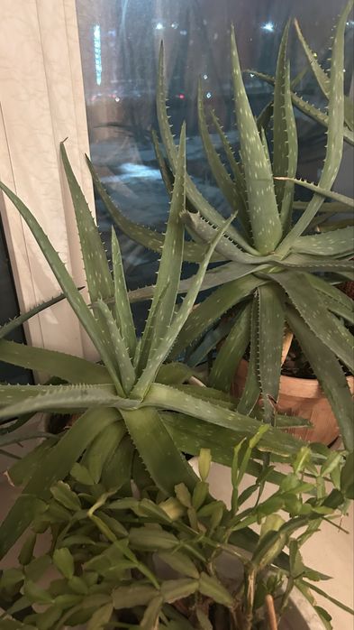Продам алое цветы