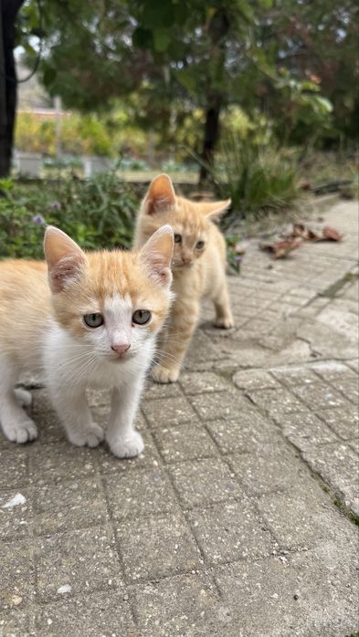 Подарявям котенца