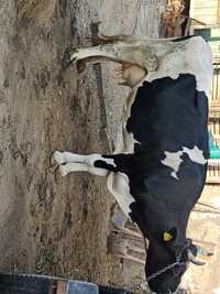 Vând Vaca Holstein