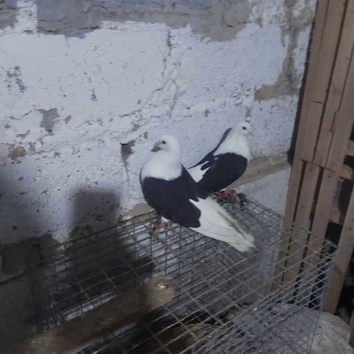 Чернабоки бабочка пара гатовый