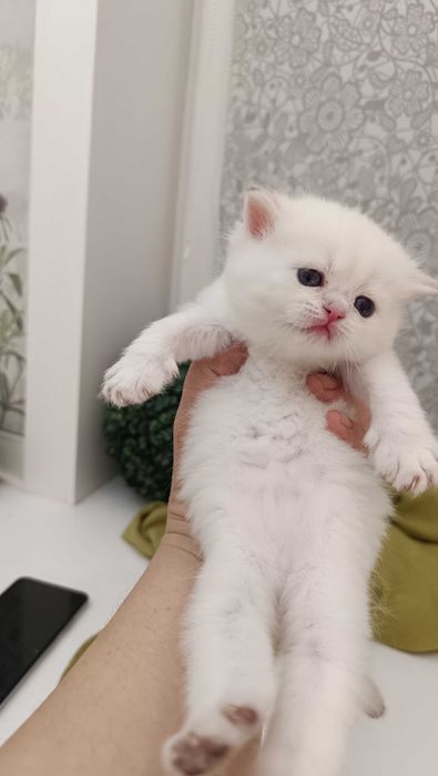 Шикарные британские котята