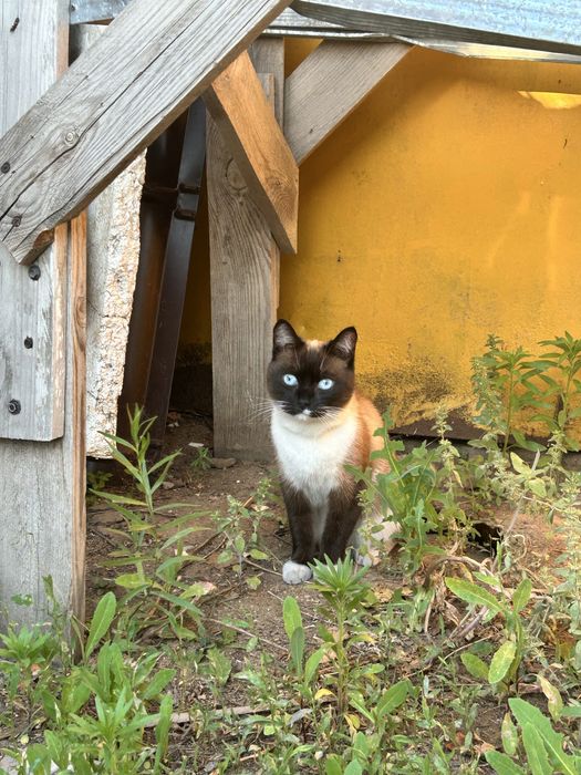 пропала кошка Ляля. Город Косшы.