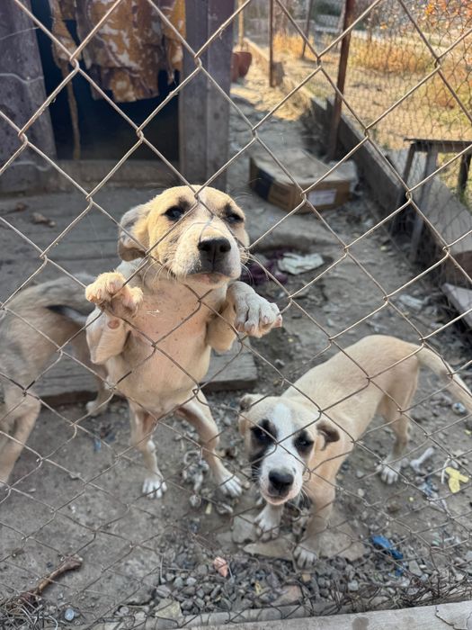 Щенки звонки девочки