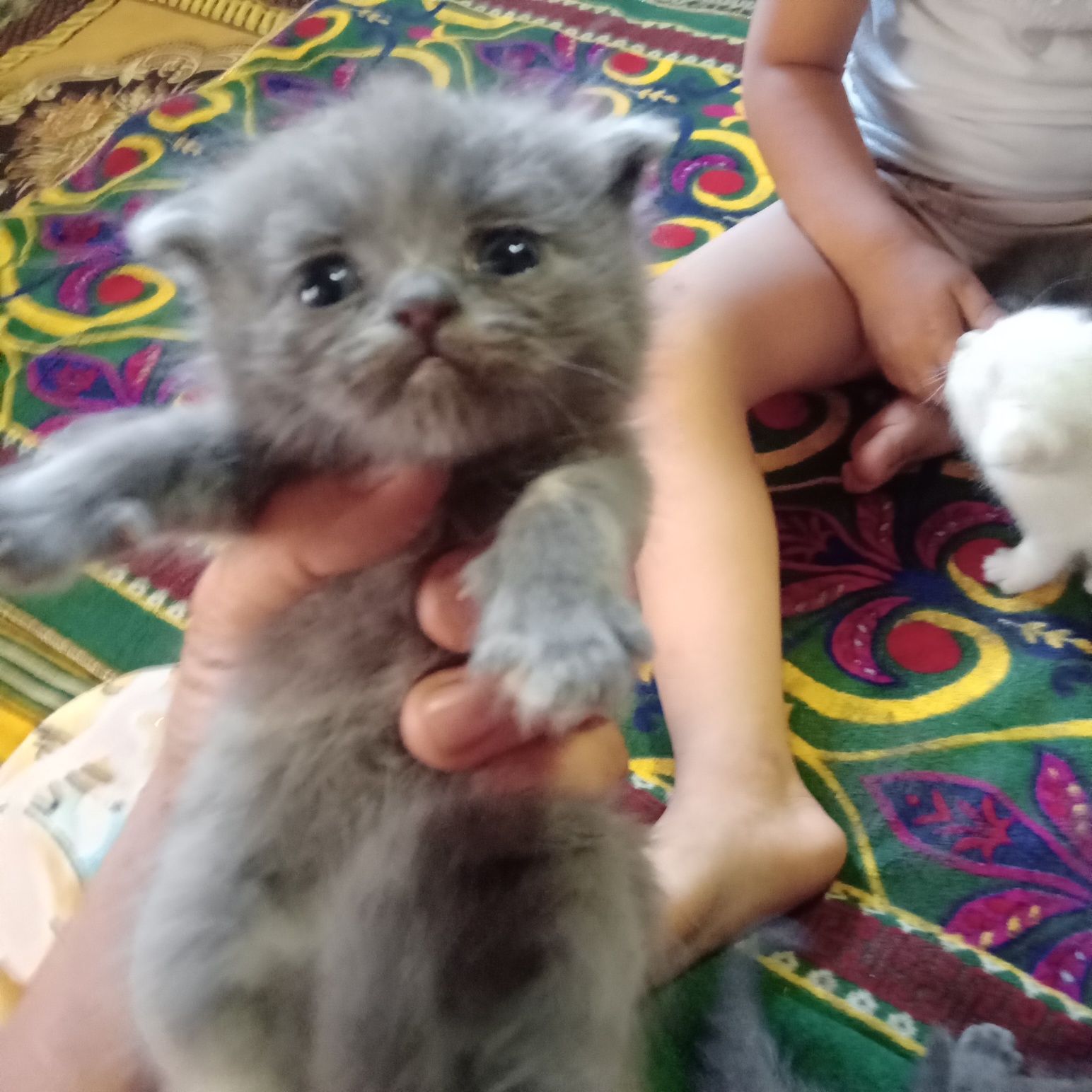 Продаётся она ва 3та боласи бн милащки , шиншилли