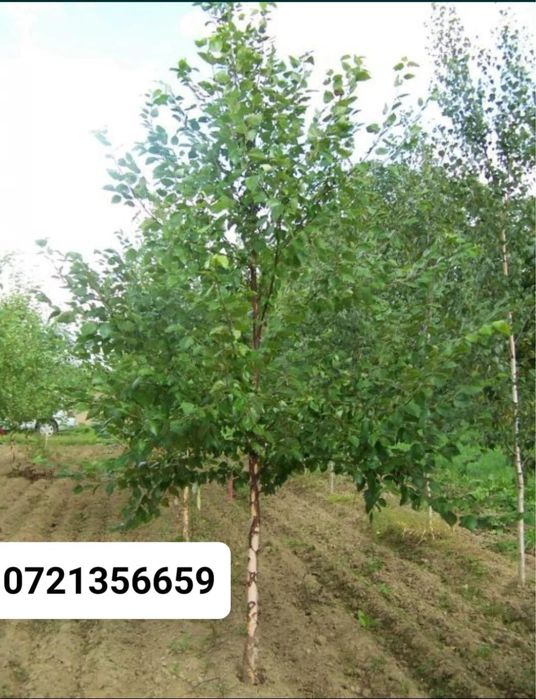 Mesteacan Alb si multe alte plante