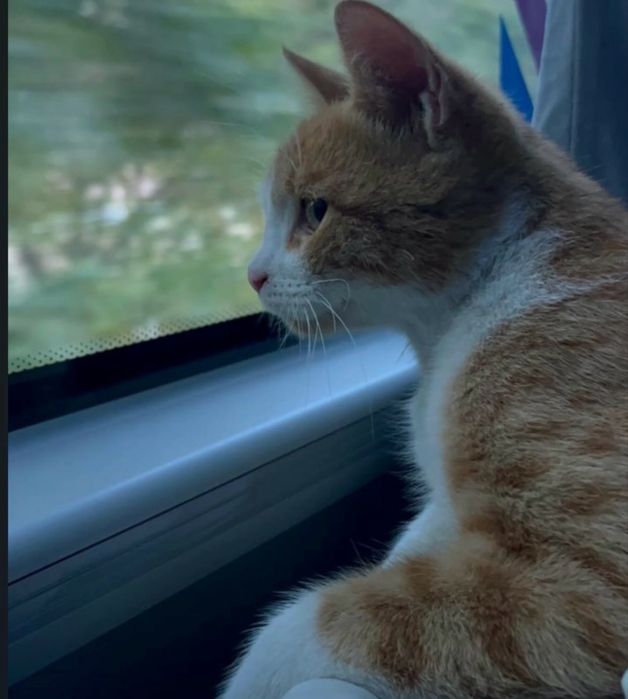 Котенок мальчик 5 месяцев